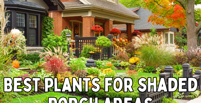🌿 Best Plants for Your Shaded Porch Areas: A Comprehensive Guide 🌿