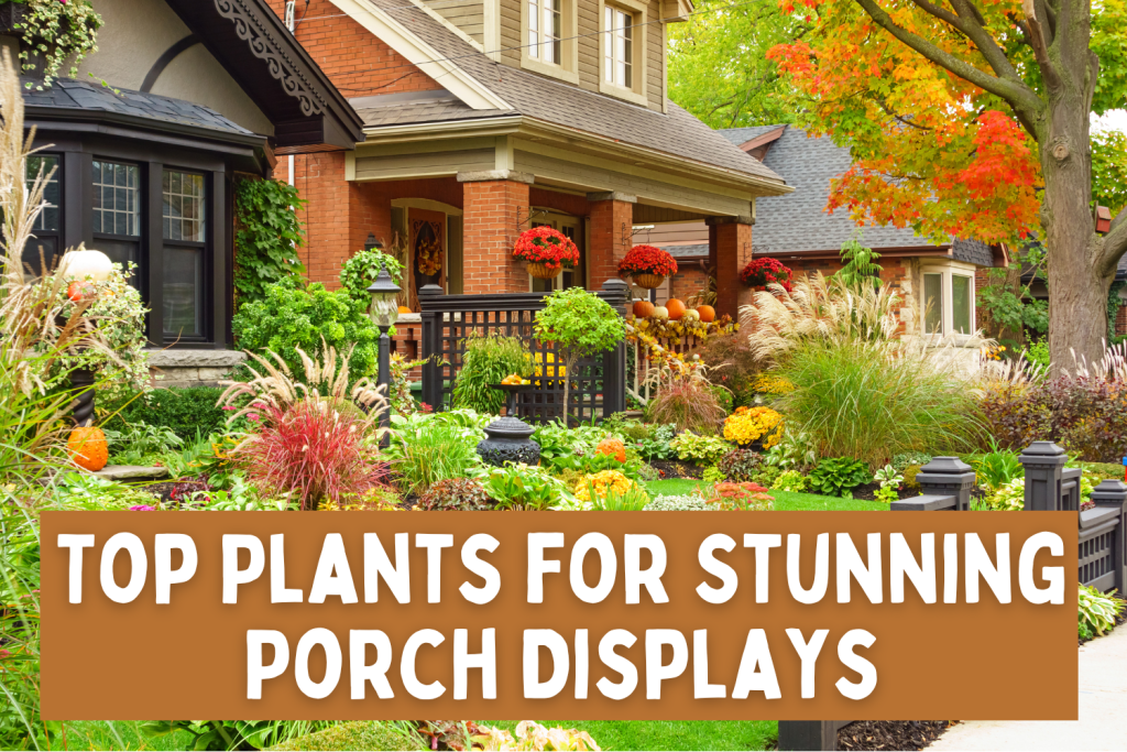 Top Plants for Stunning Porch Displays
